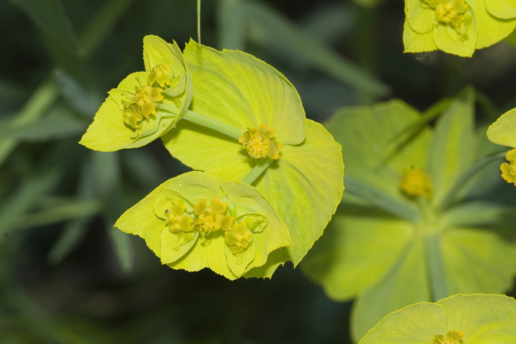 Euphorbia serrata / Euforbia dentata
